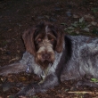 esk fousek