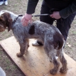 italsk� spinone - tak� jsme nepoznali