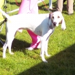 italsk spinone